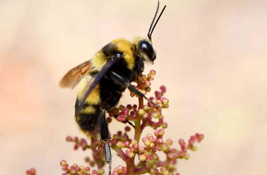 California bumblebees can be classified as ‘fish’ under conservation law
