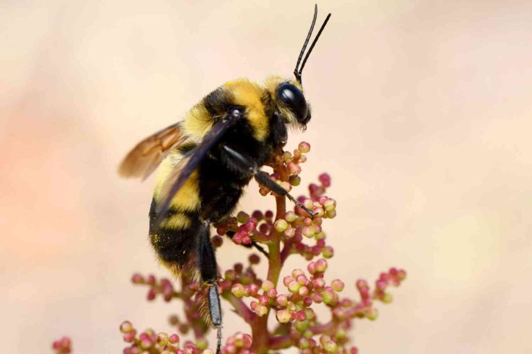 California bumblebees can be classified as 'fish' under conservation law