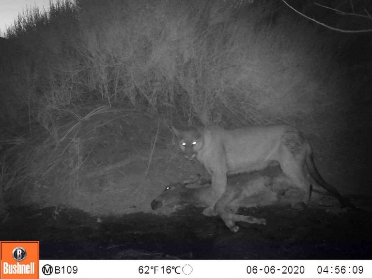 The Mountain Lions Killed More Wild Donkeys in California Than They Did in 2014
