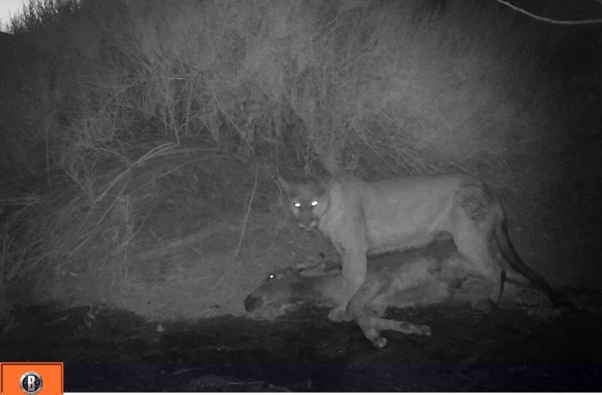 The Mountain Lions Killed More Wild Donkeys in California Than They Did in 2014